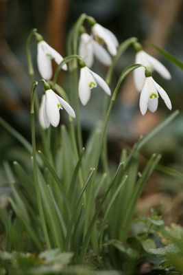 Snowdrops