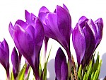 Crocuses