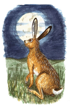 Moon gazing hare