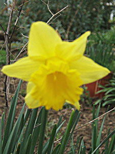 Daffodil